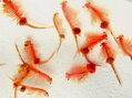 Lyophilisiert Artemia (Würfel)